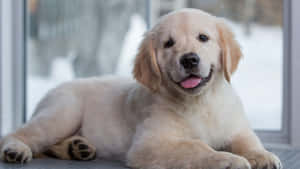 An Adorable Golden Retriever Puppy Looking Up At The Camera. Wallpaper