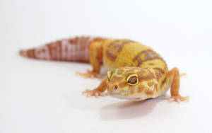 An Adorable Leopard Gecko In Its Natural Habitat Wallpaper