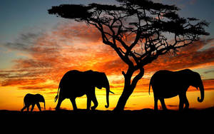 An African Elephant Standing In Its Natural Habitat Wallpaper