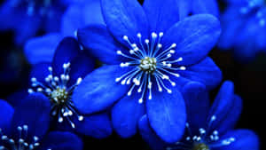 An Array Of Blue Things Wallpaper