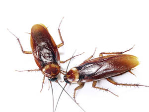An Encounter Between Two American Cockroaches Wallpaper