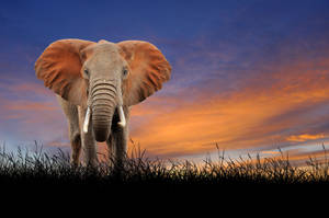 An Endearing Elephant Pauses To Look At The Camera Wallpaper