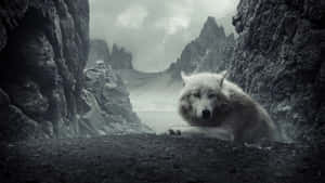 An Epic Wolf With An Expansive Landscape Wallpaper