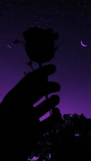 An Exquisite Black Rose In Full Bloom Wallpaper