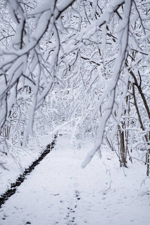 An Idyllic Scene Of A Snowy Winter Forest Wallpaper