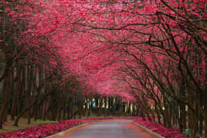 An Idyllic Scene Of Adjacent Pink And Yellow Trees. Wallpaper