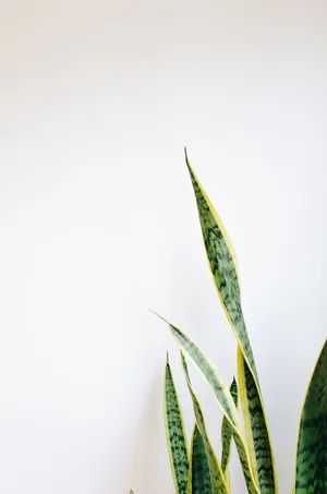 An Iphone Showcasing A Bold Green Plant Wallpaper