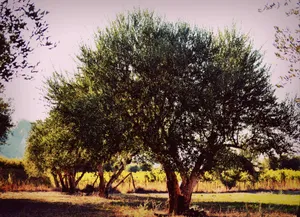 An Olive Tree Silhouette Against A Skylit Sunset Wallpaper