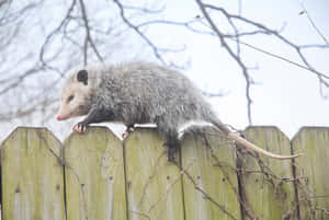 An Opossum Exploring Its Habitat At Dusk. Wallpaper