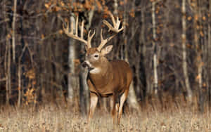 An Up-close View Of A Buck In Its Natural Habitat. Wallpaper