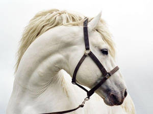 Andalusian Horse Face Wallpaper