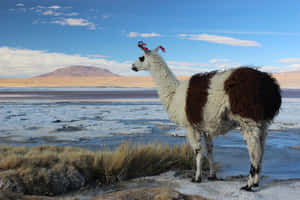 Andean_ Llama_by_ Salt_ Flat Wallpaper