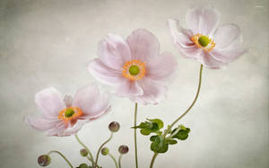 Anemone Flower Painting Wallpaper