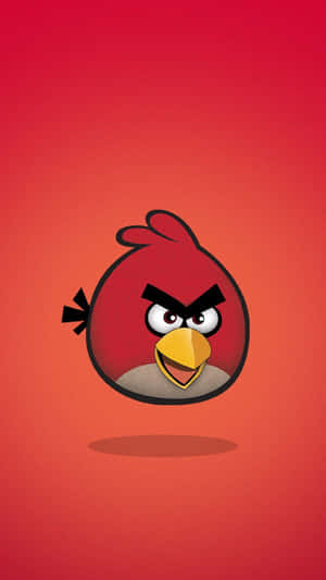 Angry Bird Red Character Illustration Wallpaper