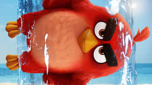Angry Bird Red Stuckin Ice Wallpaper