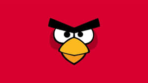 Angry Birds Red Character Wallpaper