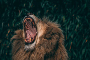 Angry Lion Mouth Wide Open Wallpaper