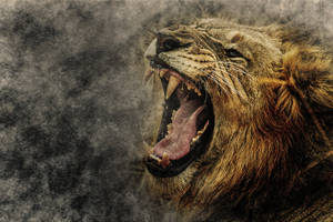 Angry Lion Smoky Wallpaper