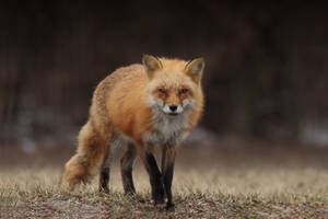Angry Red Fox Walking Wallpaper