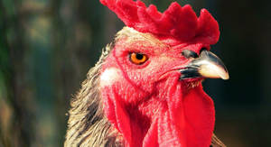 Angry Red Rooster Closeup Wallpaper