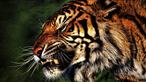 Angry Tiger Close Up Wallpaper