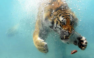Angry Tiger Underwater Wallpaper
