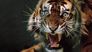 Angry Tiger With Round Eyes Wallpaper
