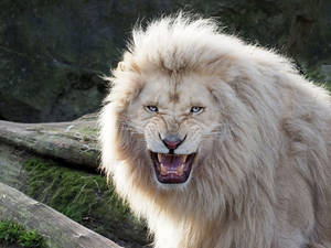 Angry White Lion Roar Wallpaper