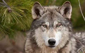 Angry Wild Wolf Wallpaper