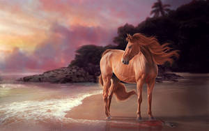 Animal Horse Beach Sunset Hd Wallpaper | Background Image Wallpaper