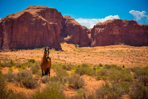 Animal Horse Desert Cliff Hd Wallpaper | Background Image Wallpaper