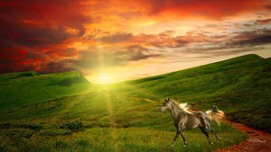 Animal Horse Field Sunrise Sun Sunshine Green Grass Sky Cloud Orange Hd Wallpaper | Background Image Wallpaper