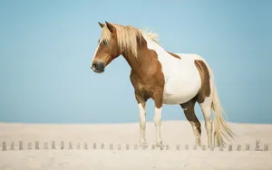 Animal Horse Hd Wallpaper | Background Image Wallpaper