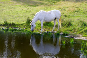 Animal Horse Lake Reflection Pond Hd Wallpaper | Background Image Wallpaper