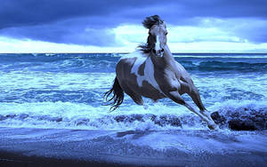 Animal Horse Ocean Sea Hd Wallpaper | Background Image Wallpaper