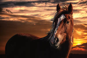 Animal Horse Sunset Hd Wallpaper | Background Image Wallpaper