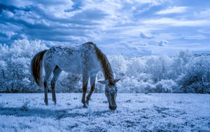 Animal Horse White Field Snow Hd Wallpaper | Background Image Wallpaper
