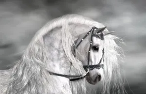 Animal Horse White Hd Wallpaper | Background Image Wallpaper