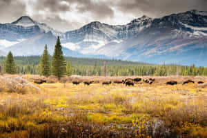 Animals In Field Near Tundra Mountains Wallpaper