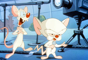 Animaniacs Pinky And The Brain Wallpaper