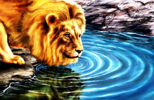 Animation Of Lion Drinking Water Wallpaper