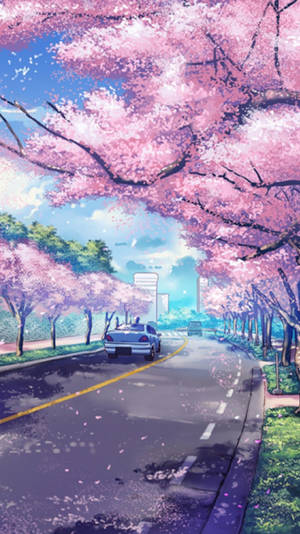 Anime Cherry Blossoms Iphone Wallpaper