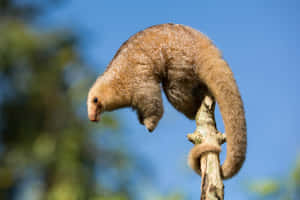 Anteater Balancingon Branch Wallpaper