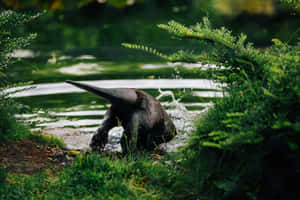 Anteater Drinking Water Nature Scene.jpg Wallpaper