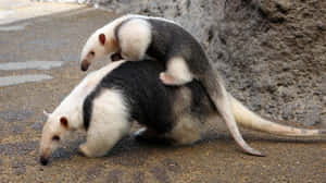 Anteater Mother Carrying Baby Wallpaper