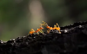 Ants Touching Wallpaper