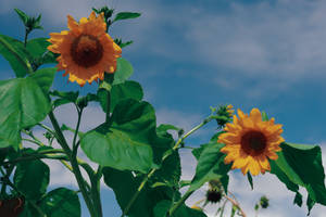 Appealing Sunflower Aesthetic Blossoms Wallpaper