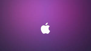 Apple 4k Ultra Hd Purple Background Wallpaper