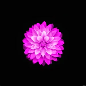 Apple Flower Light Violet Dahlia Pinnata Wallpaper