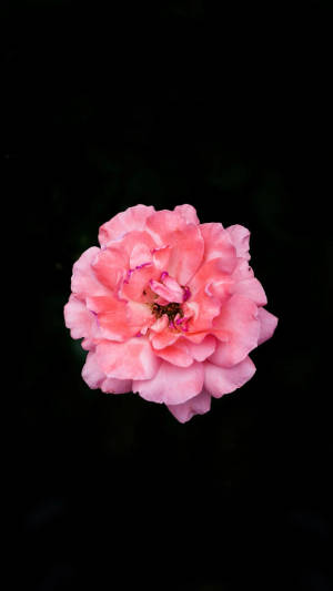 Apple Flower Moss-rose Purslane Wallpaper